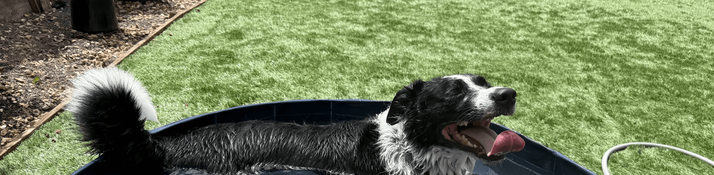 A dog enjoying a bath in a paddling pool