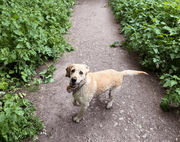 a golden retriever on a walk in nature