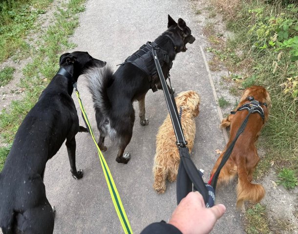4 Dogs on a walk