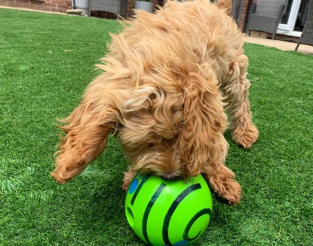 a scruffy dog chewing a ball