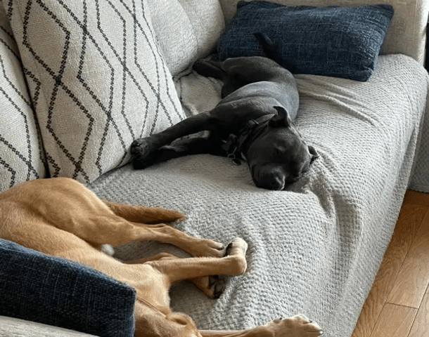 two dogs sleeping on a sofa