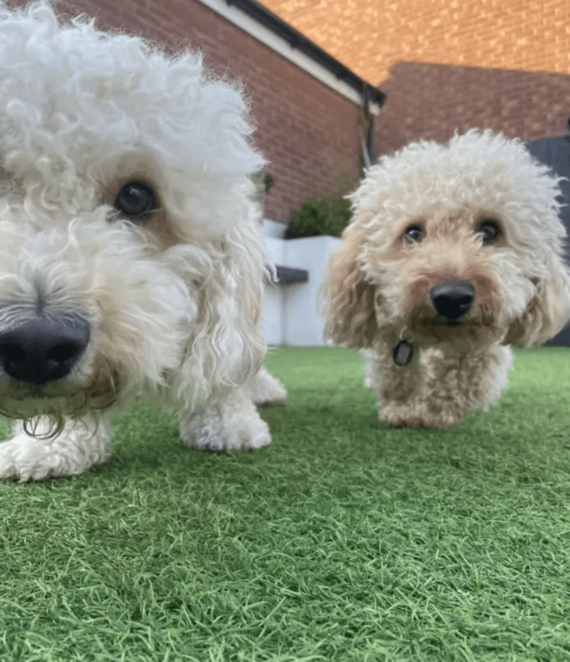 two dogs sniffing the camera