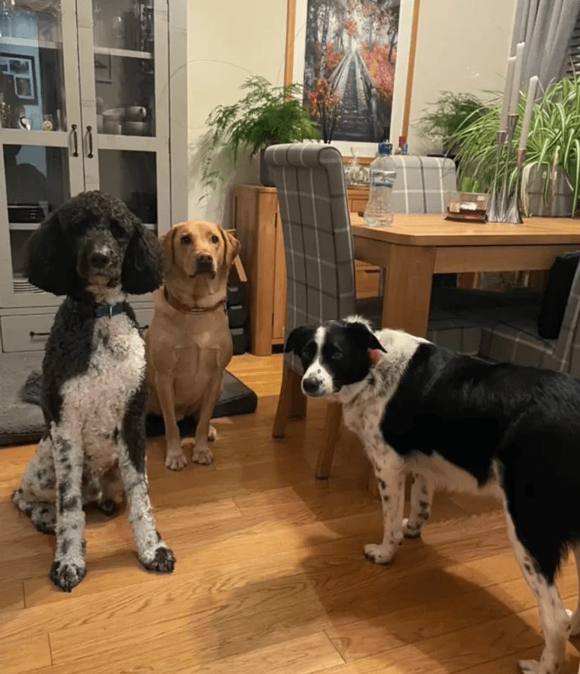 dog family sitting in a house