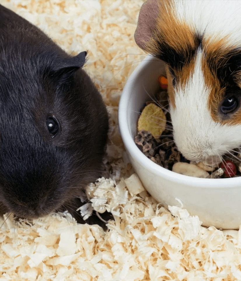 guinea pigs eating their dinner