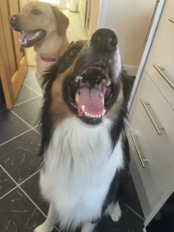 Two dogs sat in a kitchen smiling at the camera