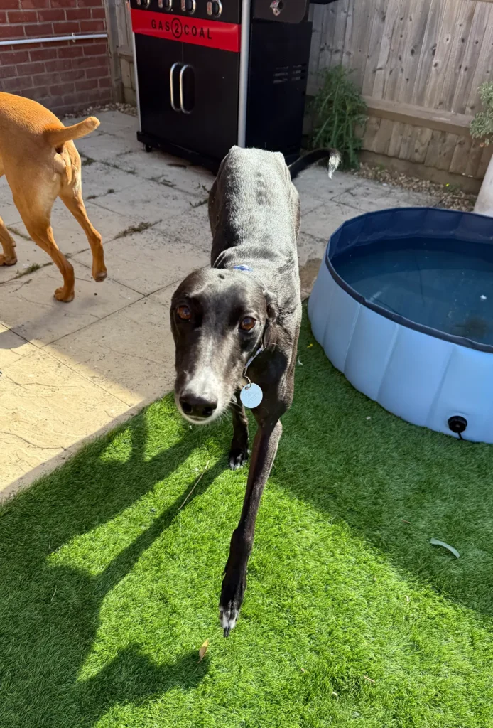 A greyhound looking into the camera
