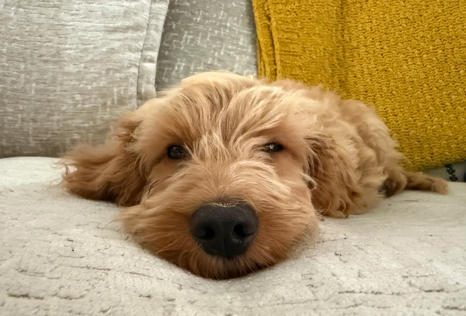 a dog calmly enjoying a nap on a sofa