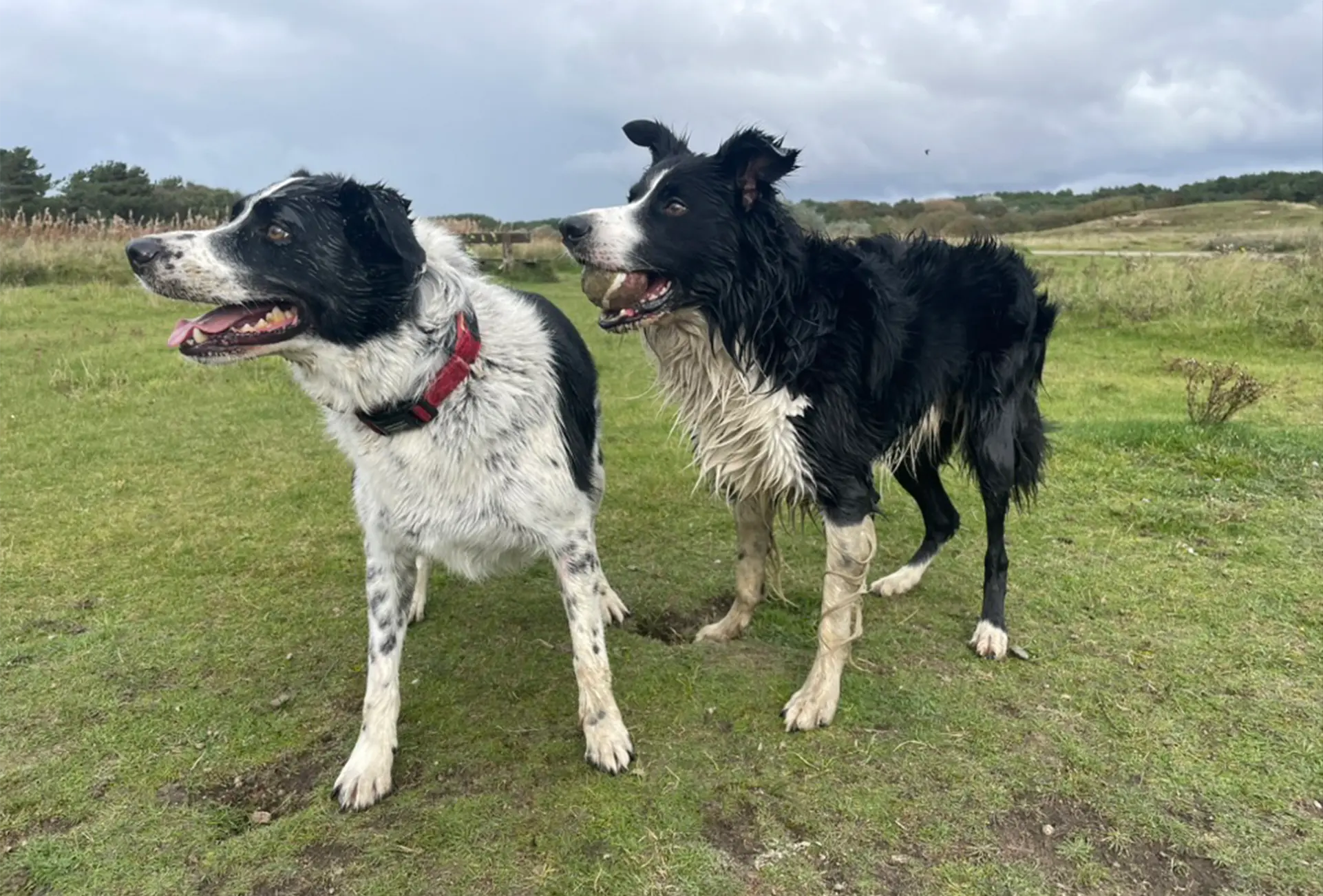 a pair of sheepdogs on a walk with Running Paws & Fun Retreats