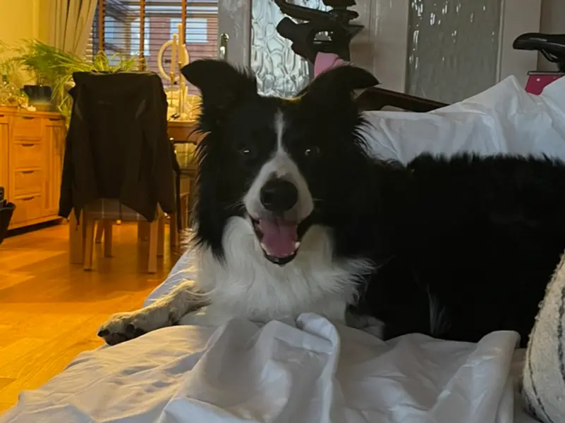 A dog grinning and panting at the camera