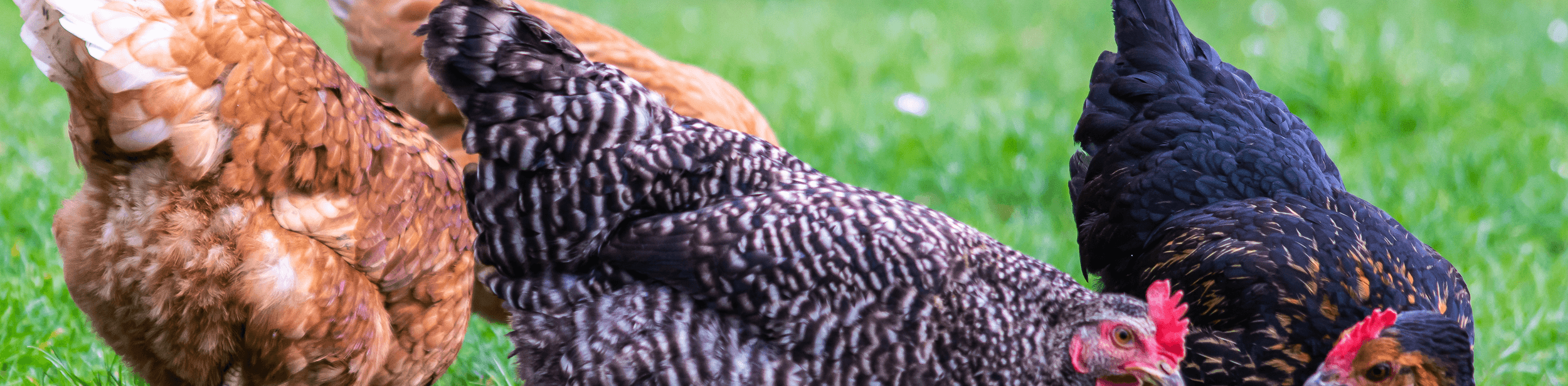 A flock of chickens feeding on the grass